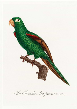 Eclectus parrot