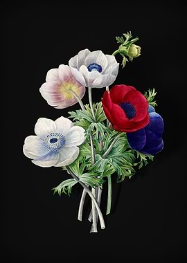 Anemone Simplex on Black