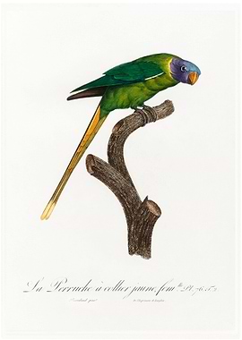 Plum headed parakeet