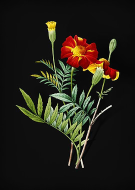 Mexican Marigold