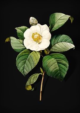 Japanese Camelia on Black