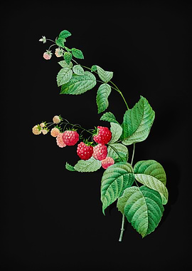 Red Berries on Black