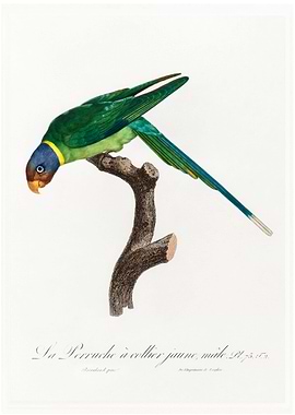 Plum headed parakeet