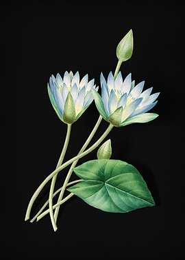 Egyptian Lotus on Black