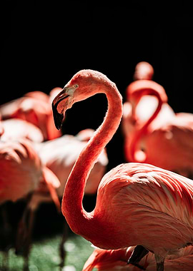 Flamingo