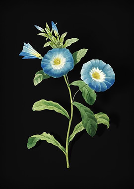 Field Bindweed on Black