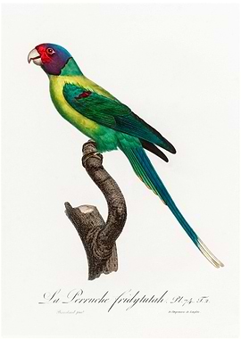 Plum headed parakeet