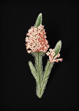 Heather Briar Root on Noir