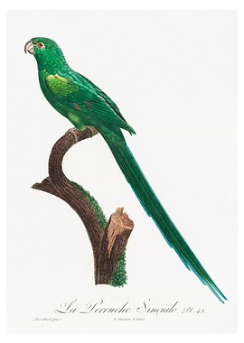 Long tailed parakeet