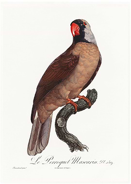 Mascarine parrot