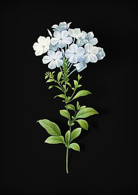 Plumbago Caerulea on Black