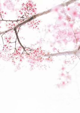 Graceful Cherry Blossoms