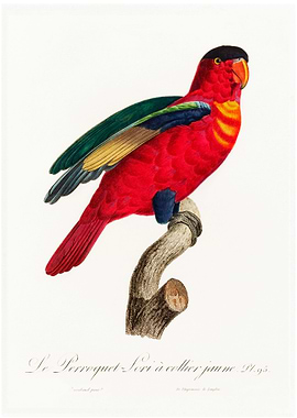 Purple naped lory