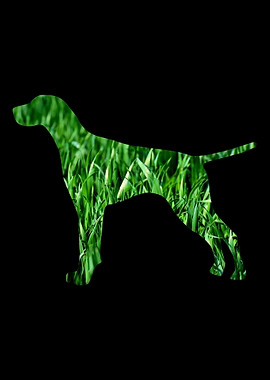 German Shorthair Pointer