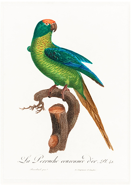 Peach fronted conure