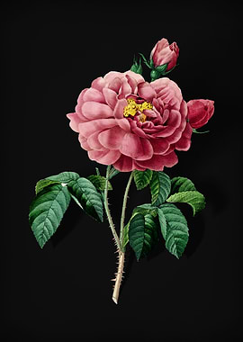 Gallic Rose on Black