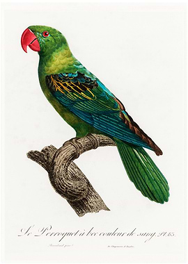 Moluccan parrot