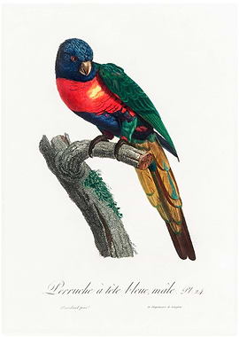 Plum headed parakeet