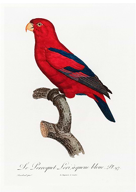 Red Lory