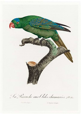 Philippine green parrot