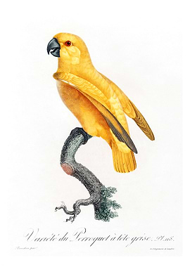 Rare yellow senegal parrot