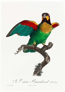 Orange cheeked parrot vint