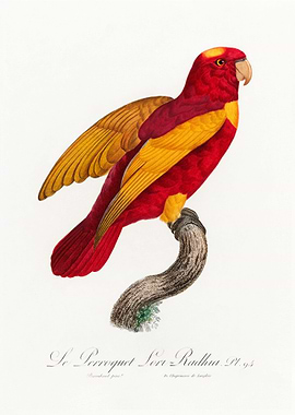 Red and gold lory