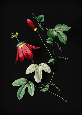 Red Passion Flower on Noir