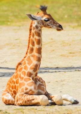 Little Giraffe