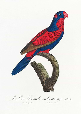 Red and blue lory