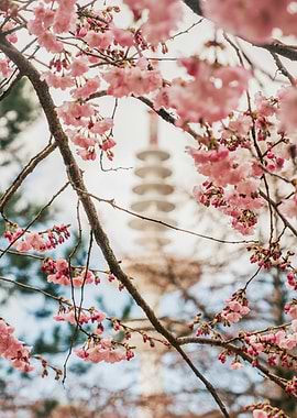 Cherry Blossom Building