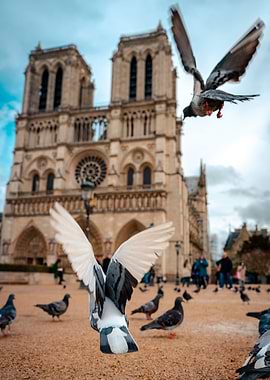 Notre dame de paris