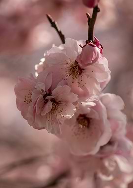 Pink Blush Cherry Blossoms