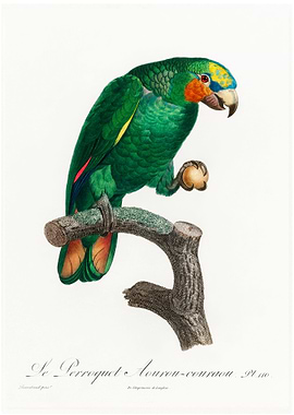 Orange winged parrot