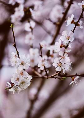 White Cherry Blossoms
