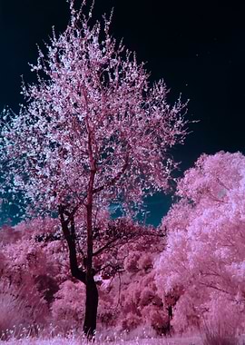 Midnight Cherry Blossoms