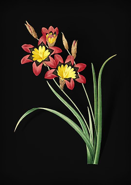 Ixia Tricolore on Black