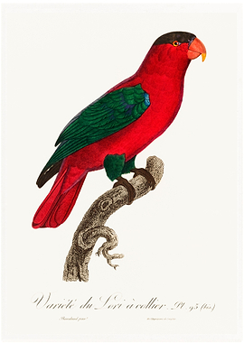 Purple naped lory