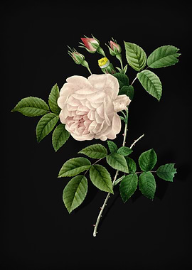 Rosa Indica on Black