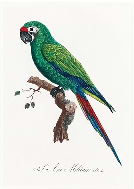 Military macaw