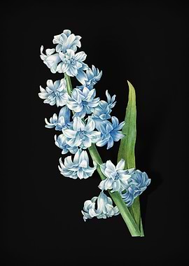Oriental Hyacinth on Black