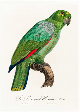 Southern mealy parrot