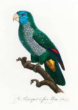 Saint lucia parrot