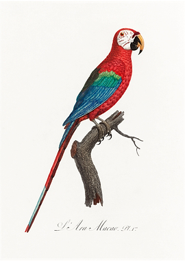 Scarlet macao vintage