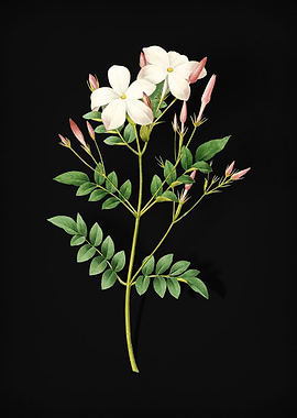 Spanish Jasmine on Black