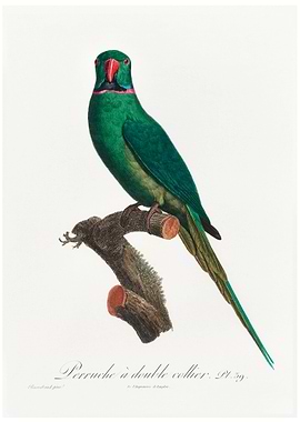 Rose ringed parakeet