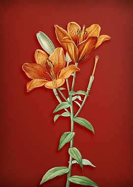 Orange Lily on Red