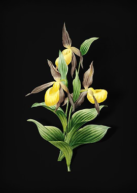 Sabot des Alpes on Black