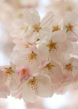 Pretty Pink Cherry Blossom