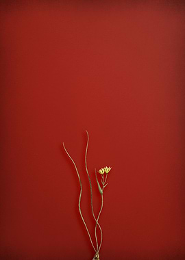 Ornithogalum on Red